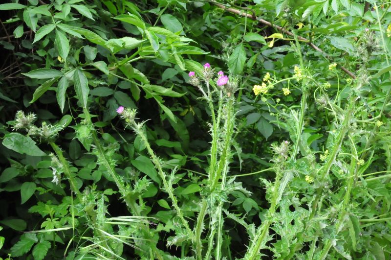 Carduus pycnocephalus / Cardo saettone